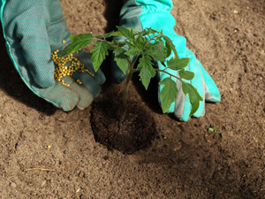 Planting Crops